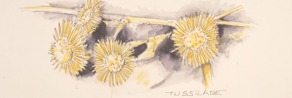 Croquis et illustration de flore sauvage sur carnet à dessin