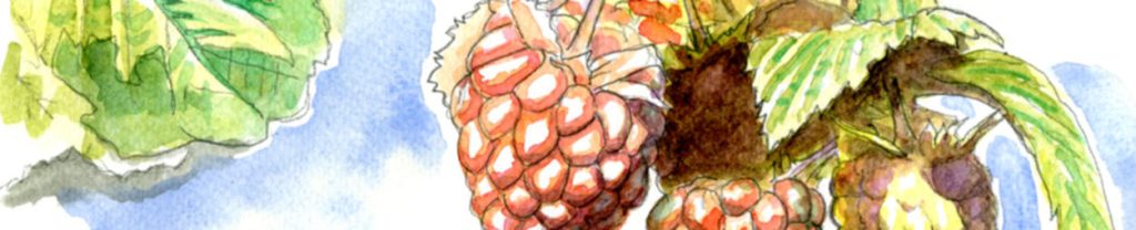 Aquarelle de botanique