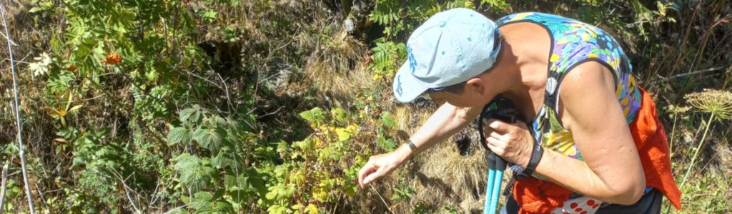 Cueillette des plantes sauvages en forêt des Alpes du Queyras
